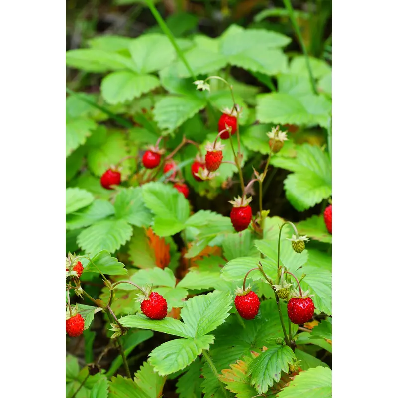 Suffolk Herbs Alpine Strawberry 200 Seeds