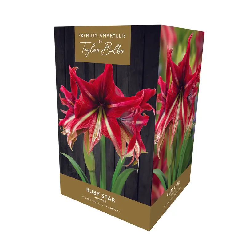 Taylors Amaryllis Bulb Ruby Star Gift Pack