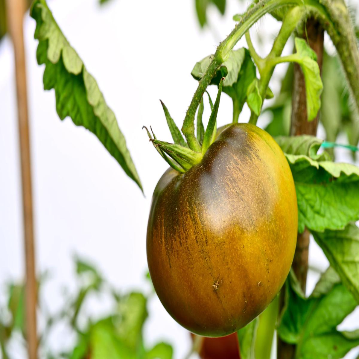 Tomato Black Krim Seeds  Heirloom Beefsteak Variety
