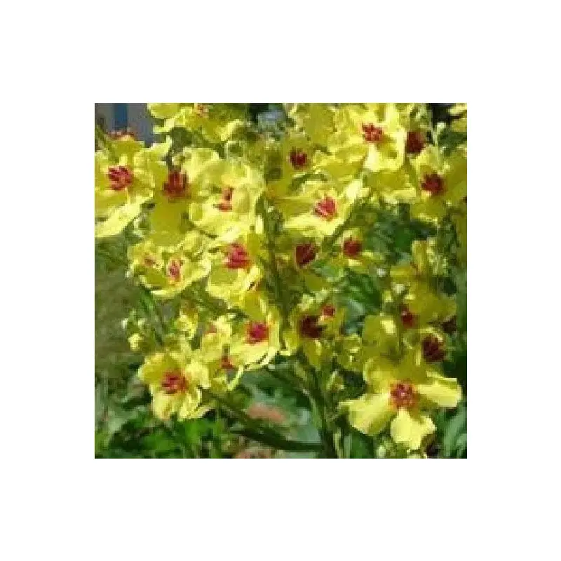 Verbascum chaixii Yellow Seeds