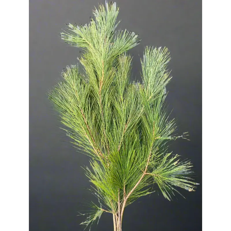 White Pine Bough