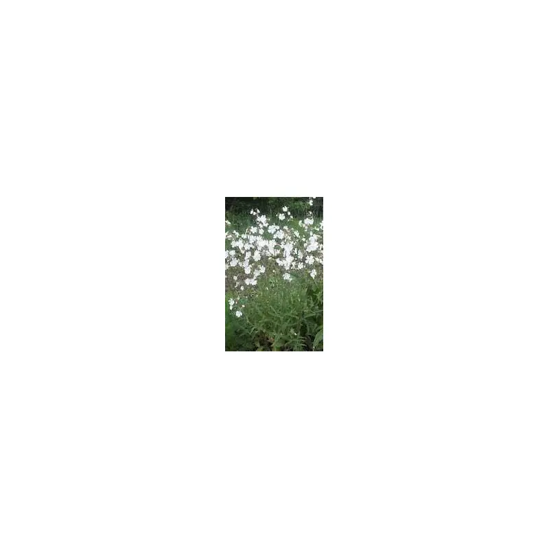 Wild Flower White Campion Silene Alba Seeds