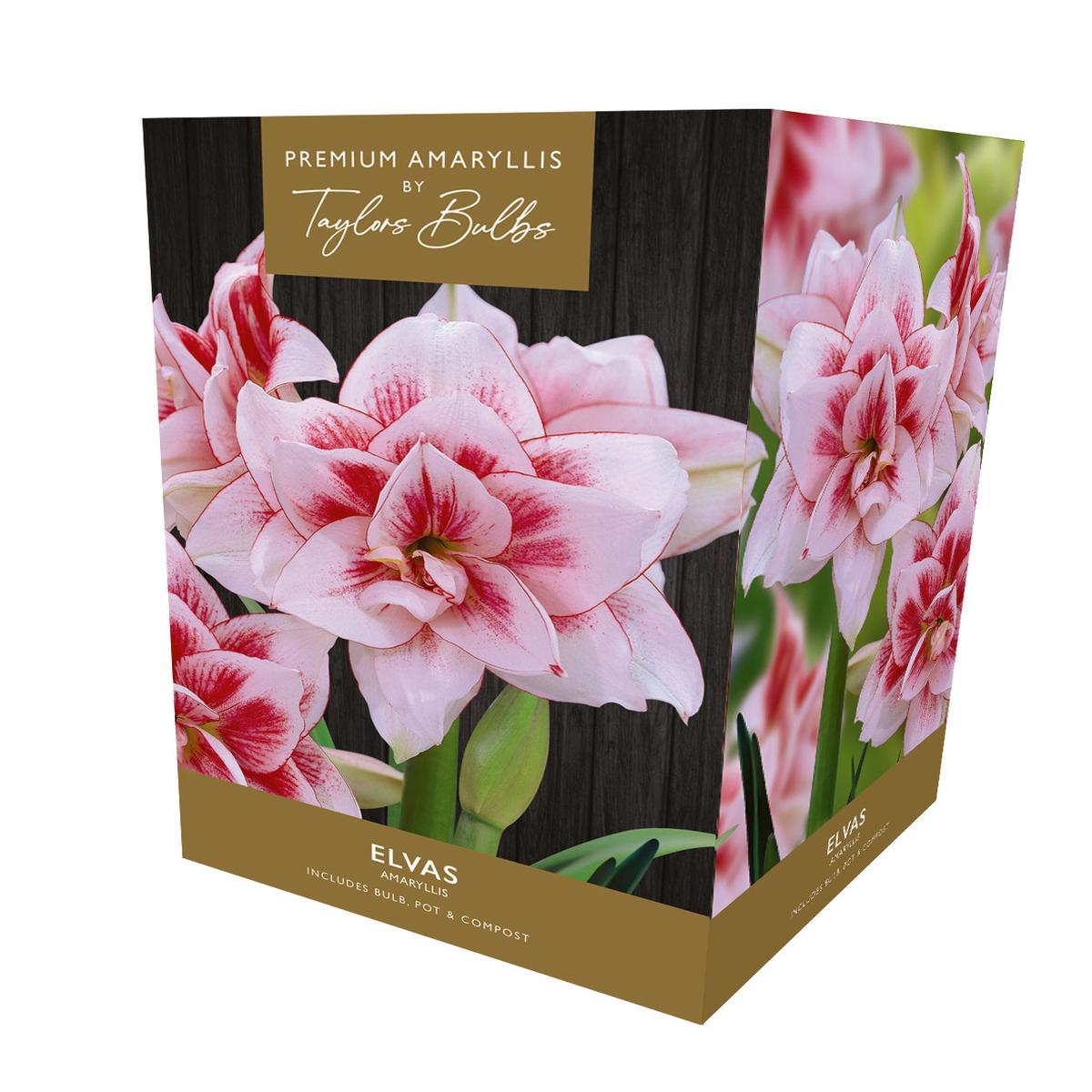 Amaryllis Bulb Elvas Double Pink White Flowers Gift Pack