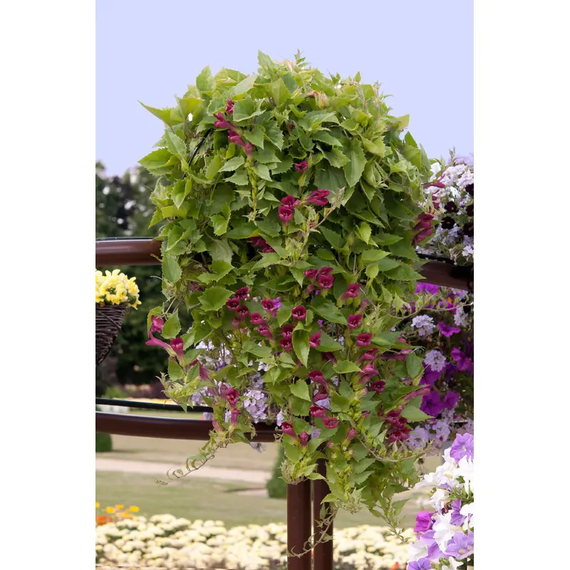 Asarina Red Dragon Seeds