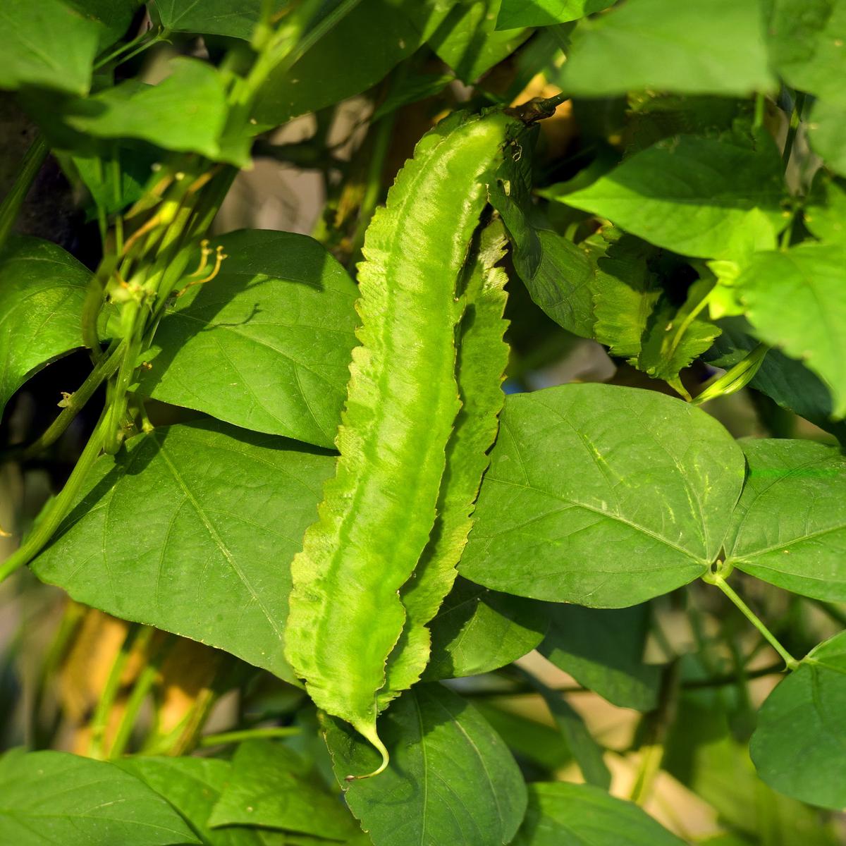 Asparagus Pea Seeds