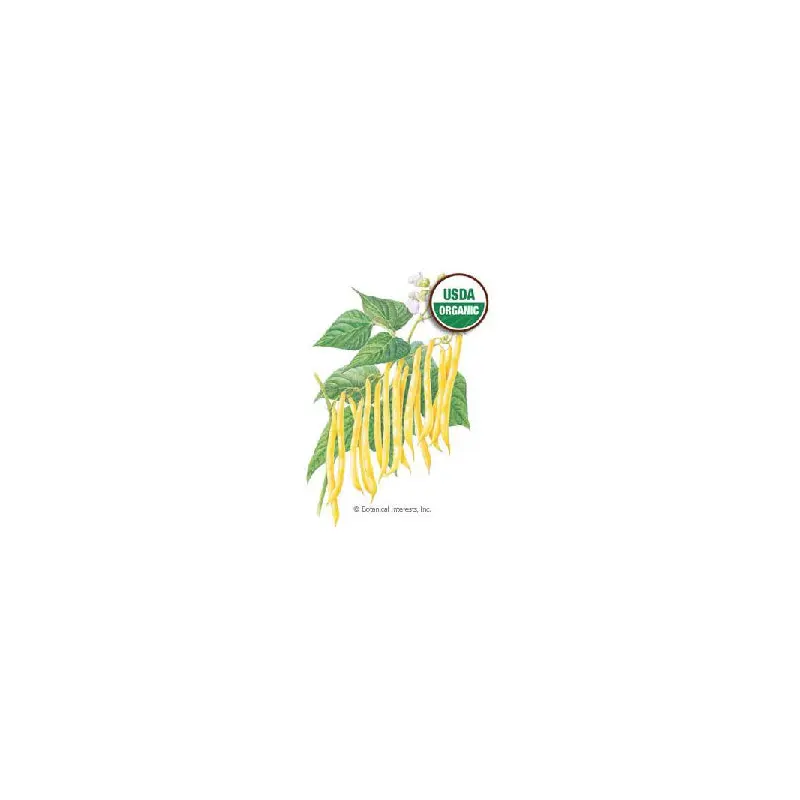 Bean Bush Gold Rush Organic Botanical Interests Seeds