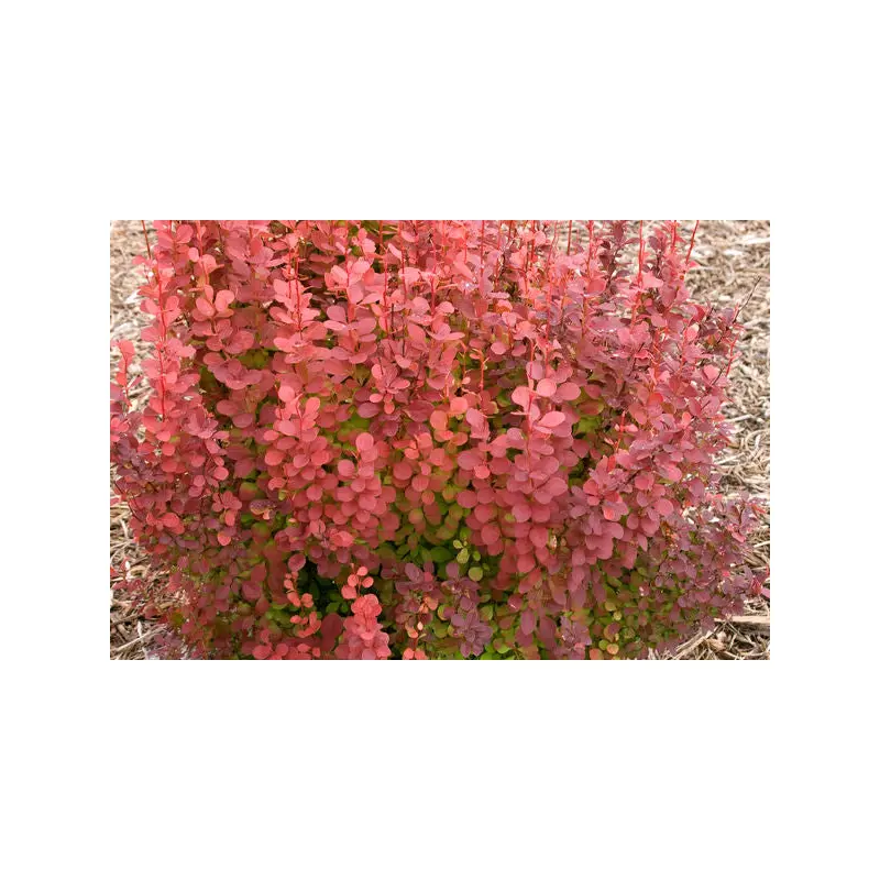 Berberis- Orange Rocket Barberry-5 Gallon