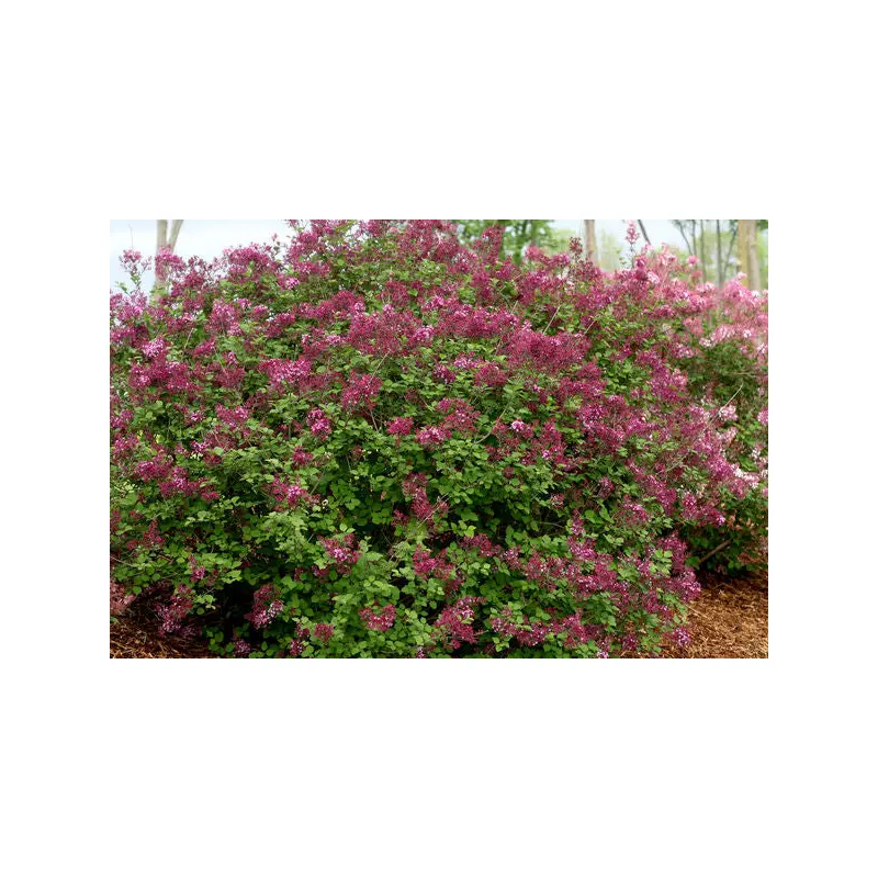 Bloomerang Dark Purple Lilac