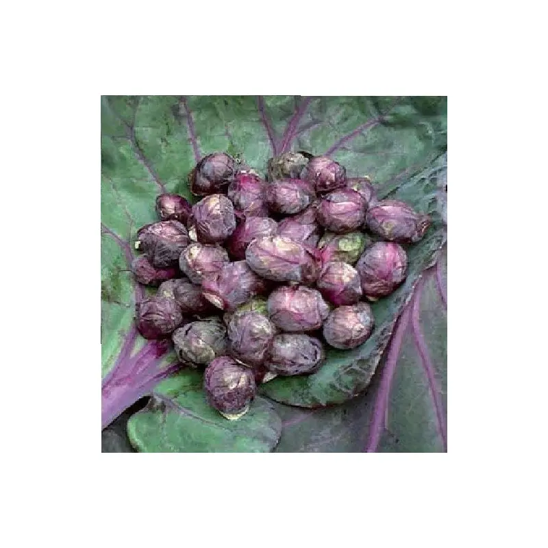 Brussels Sprout Red Bull Seeds