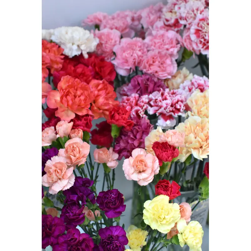 Carnation Superb Formula Series Mixed Seeds