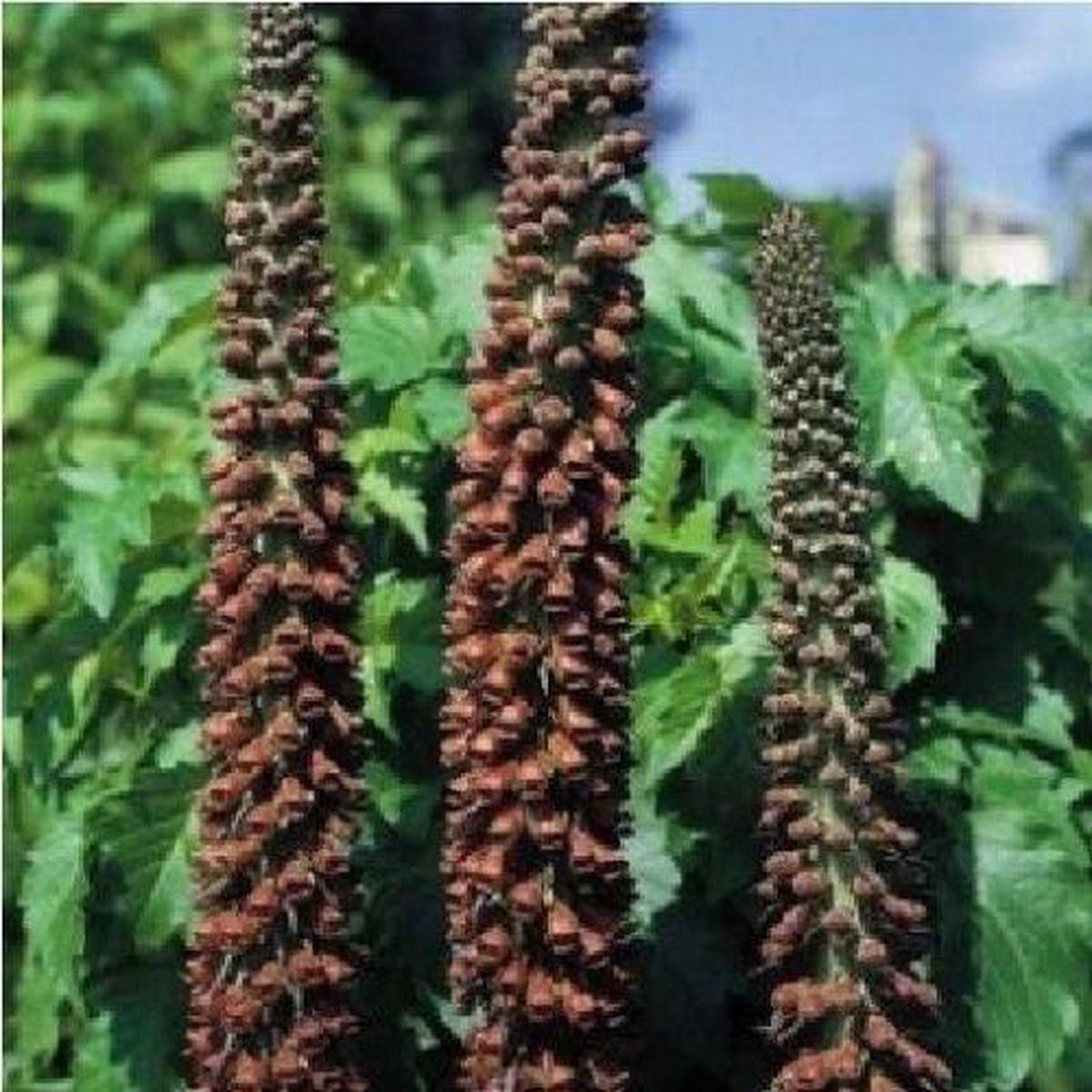 Digitalis Parviflora Milk Chocolate Foxglove Seeds