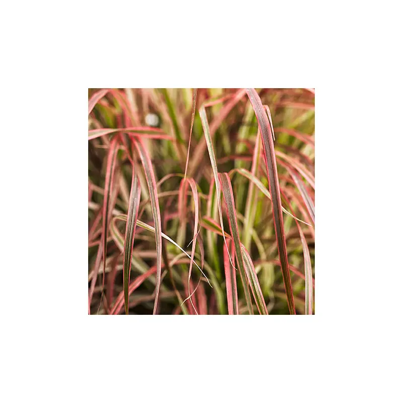 Fireworks var. Pennisetum- 5" Ornamental Grasses