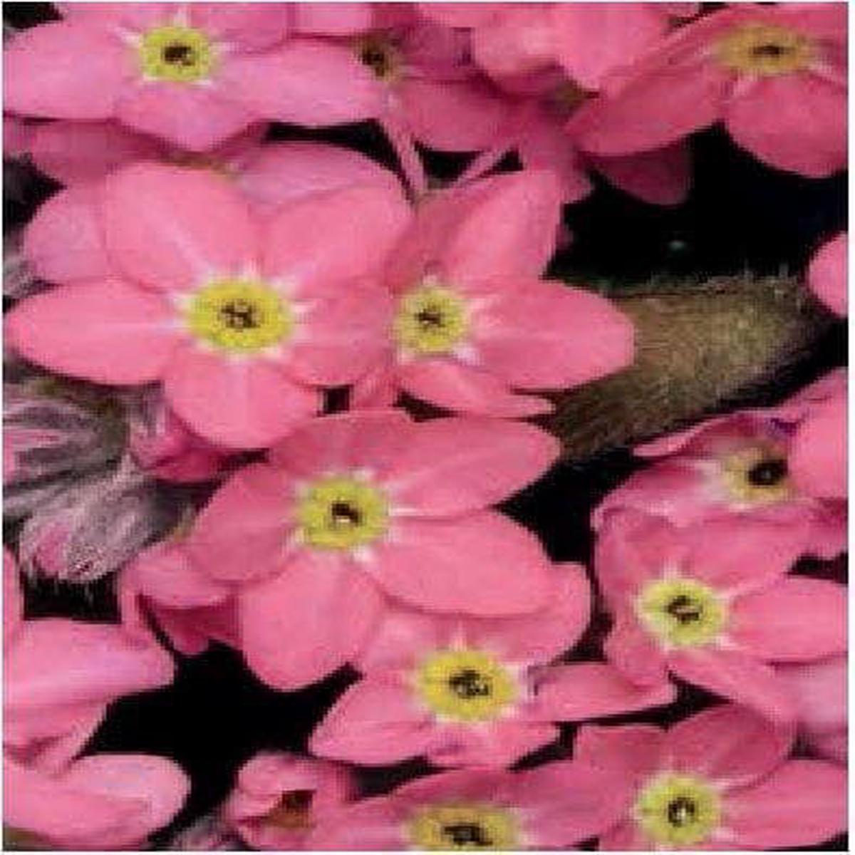 Forget Me Not Myosotis Sylvia Rose Seeds