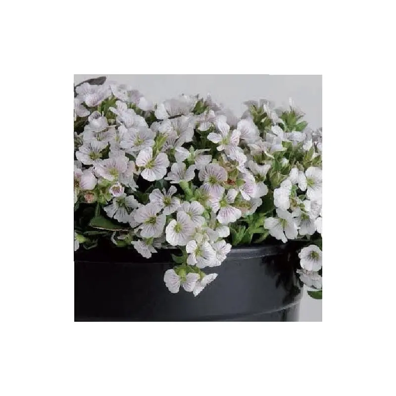 Gypsophila cerastioides Pixie Splash Seeds