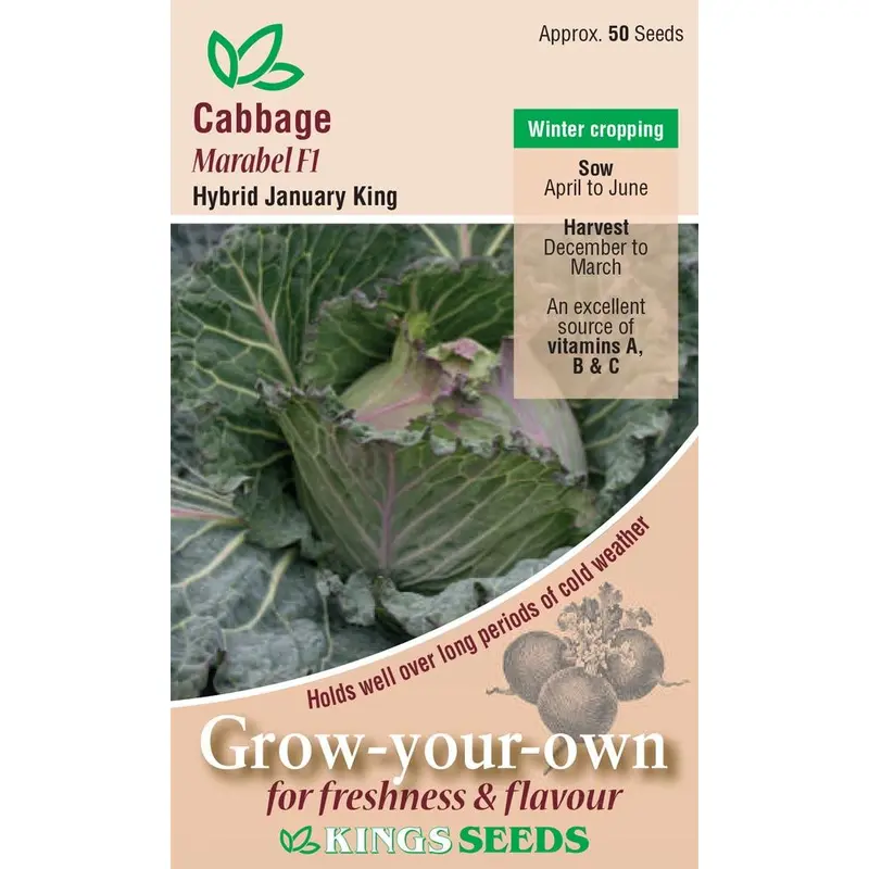 Kings Seeds Cabbage January King Marabel F1 Seeds