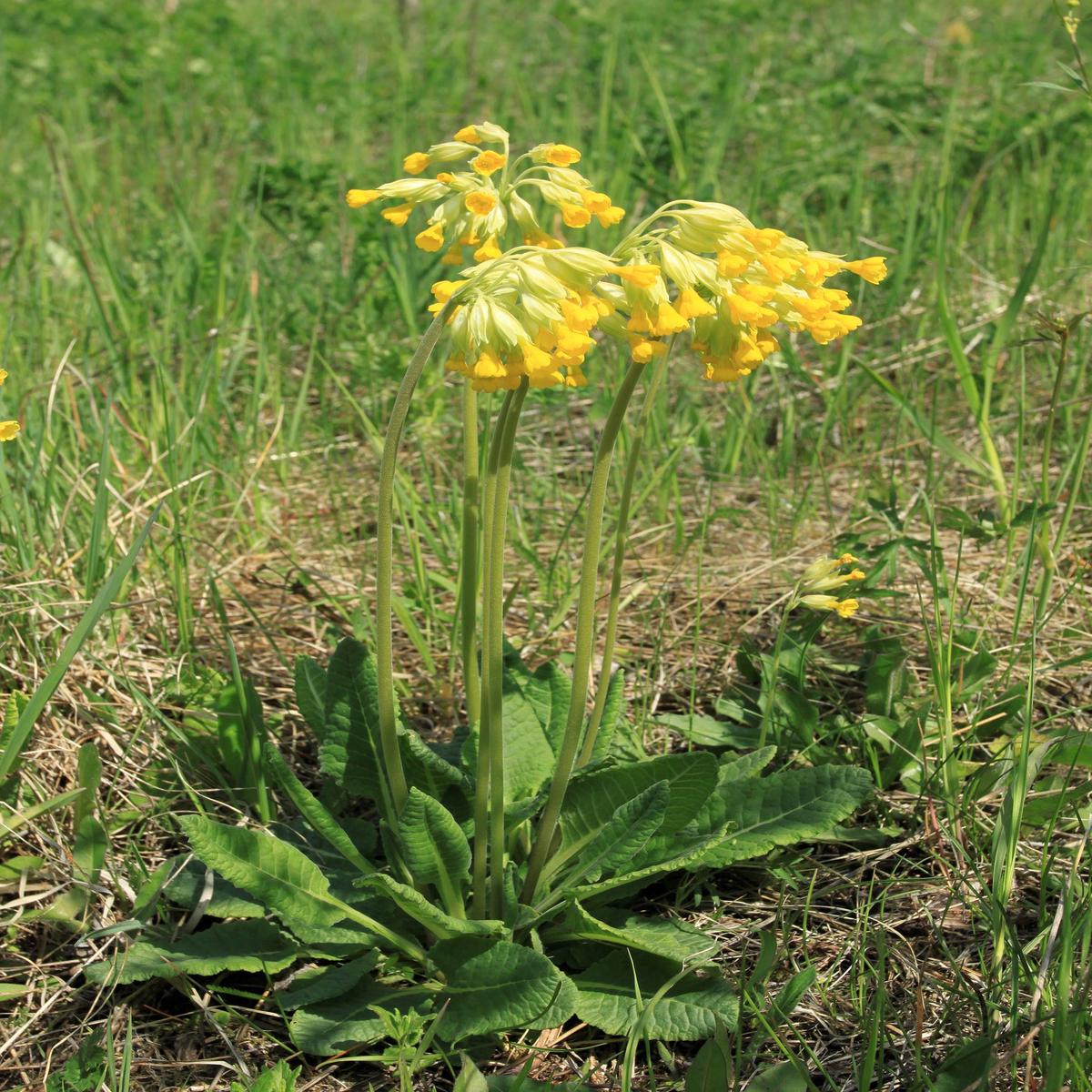 Kings Seeds Wild Flowers Cowslip 80 Seeds