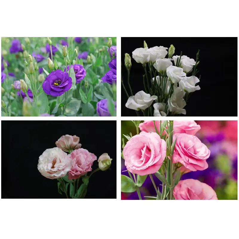 Lisianthus Echo Series Mixed F1 Seed