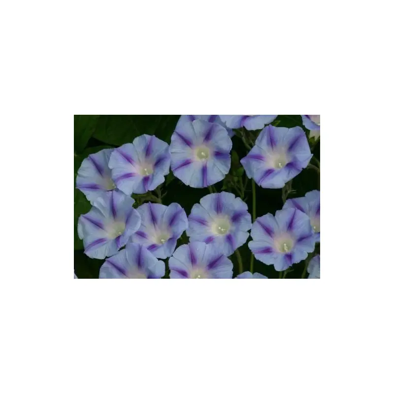Morning Glory Ipomoea Blue Jay Seeds