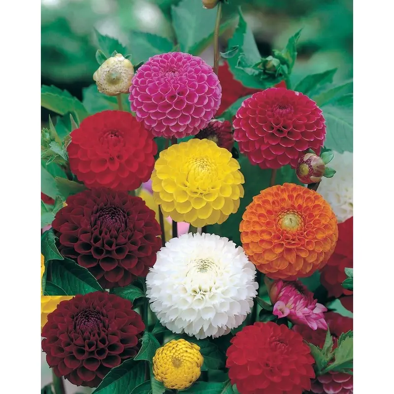 Mr Fothergills Dahlia Pompon Mixed 50 Seeds