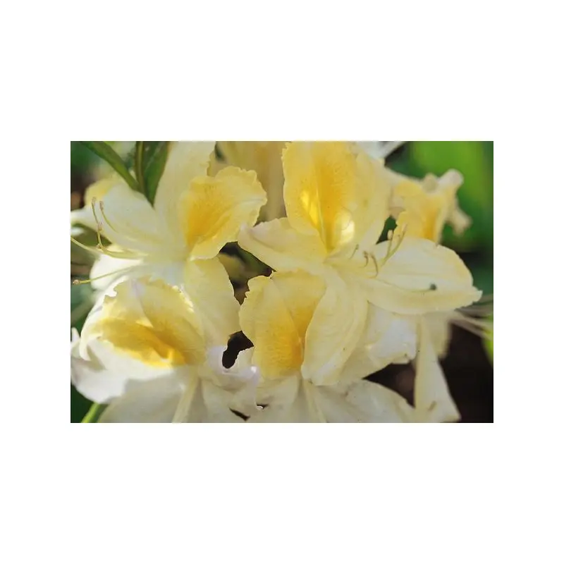 Northern Hi-Lights Azalea