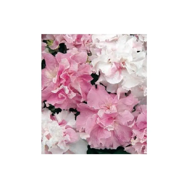 Petunia Double Pirouette Orchid Mist Seeds