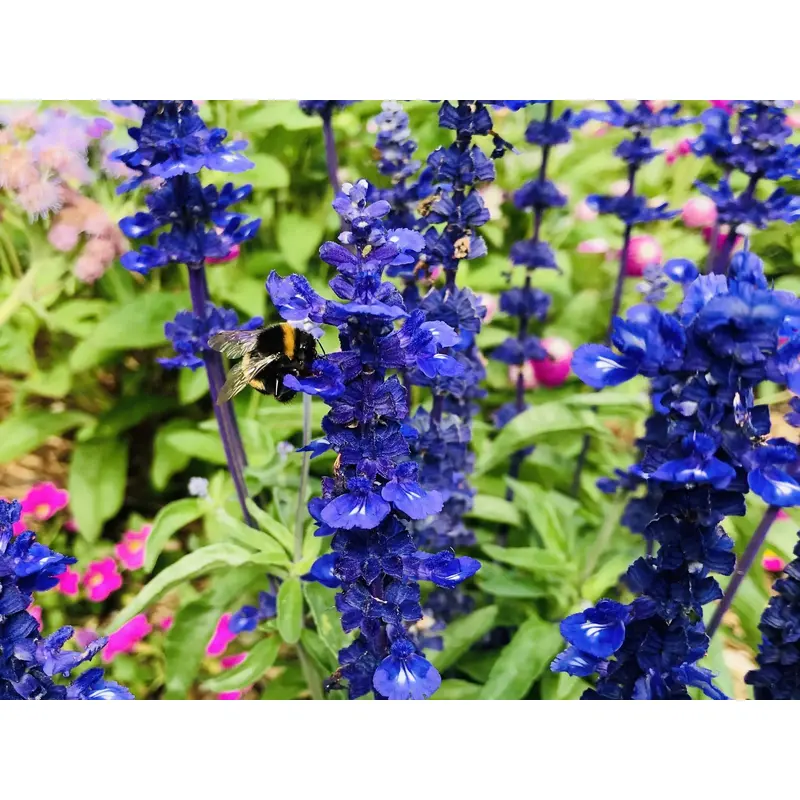 Salvia farinacea Victoria Seeds