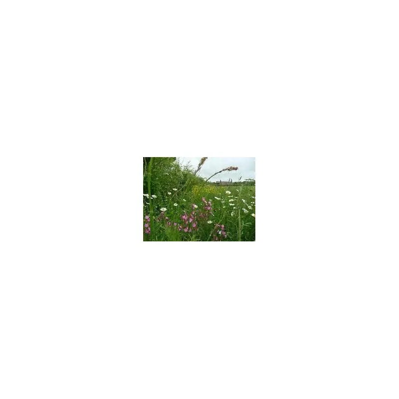 Wild Flower Mixture Hedgerows Seeds