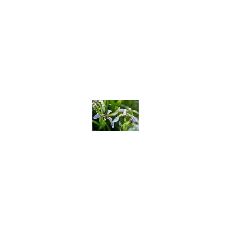 Wild Flower Stinking Iris - Iris Foetidissima Seeds