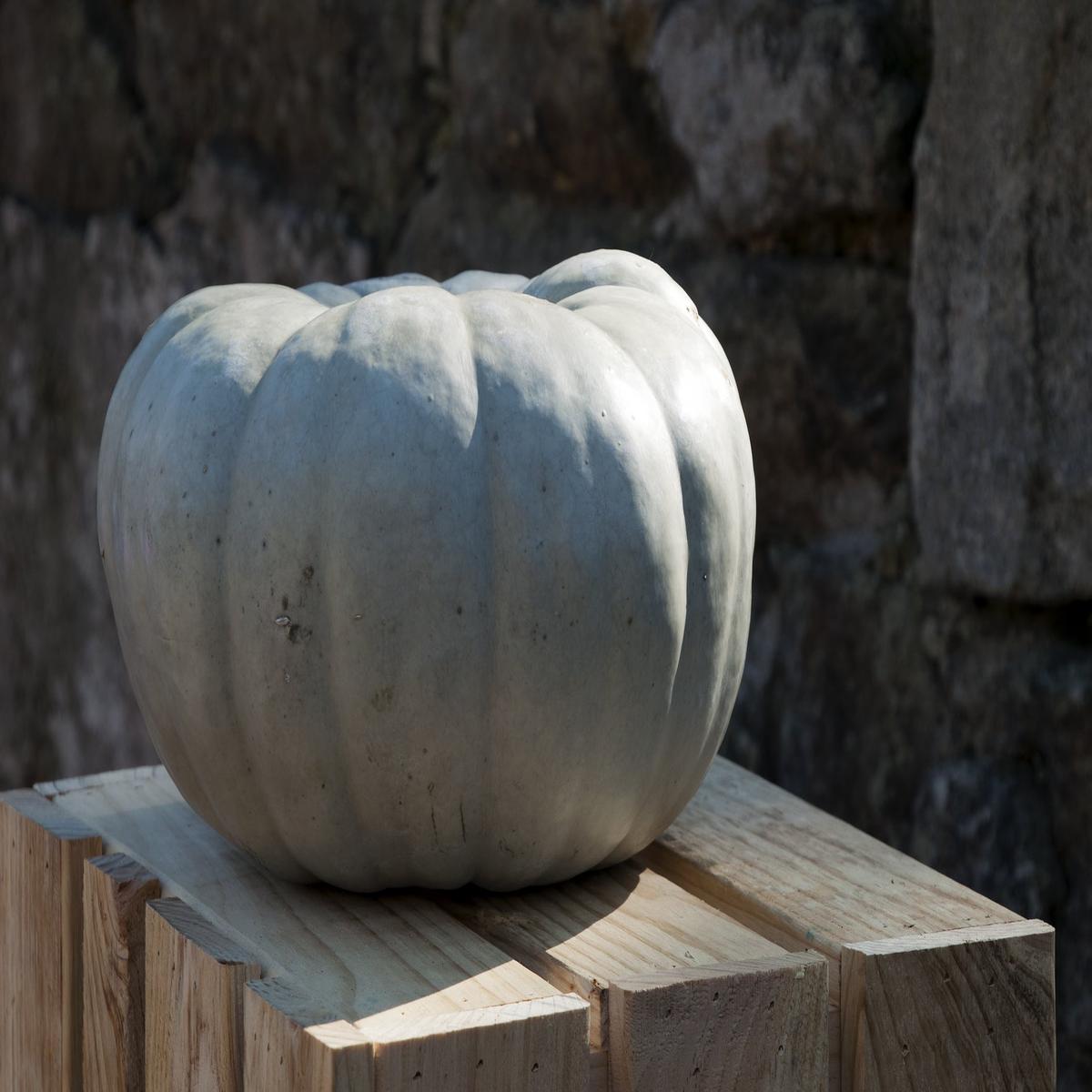Winter Squash Queensland Blue Seeds