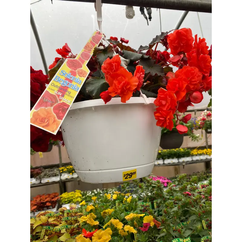 10" Basket Solenia Begonia
