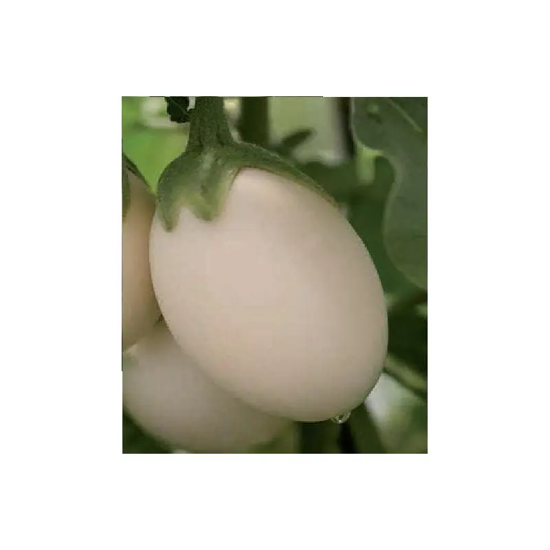 Aubergine Ivory F1 Hybrid Seeds