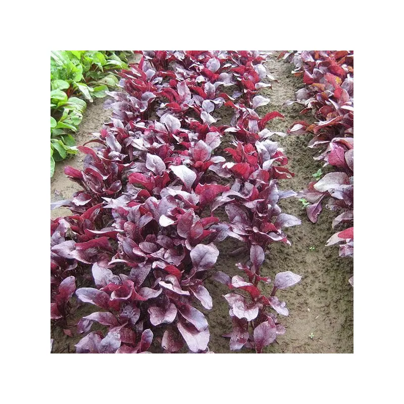 Beetroot Bulls Blood Scarletta Seeds