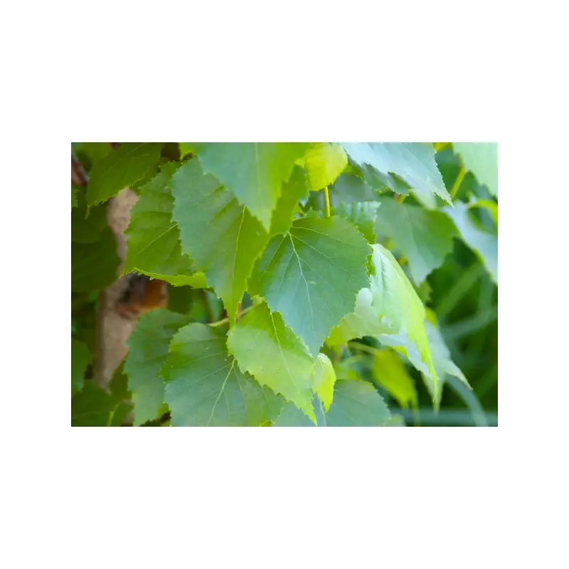 Betula- Parkland Pillar Birch 6' Clump