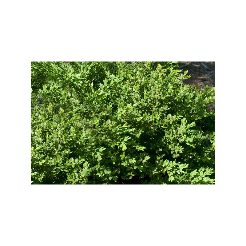 Buxus- Green Velvet Boxwood-Green : 2 Gallon