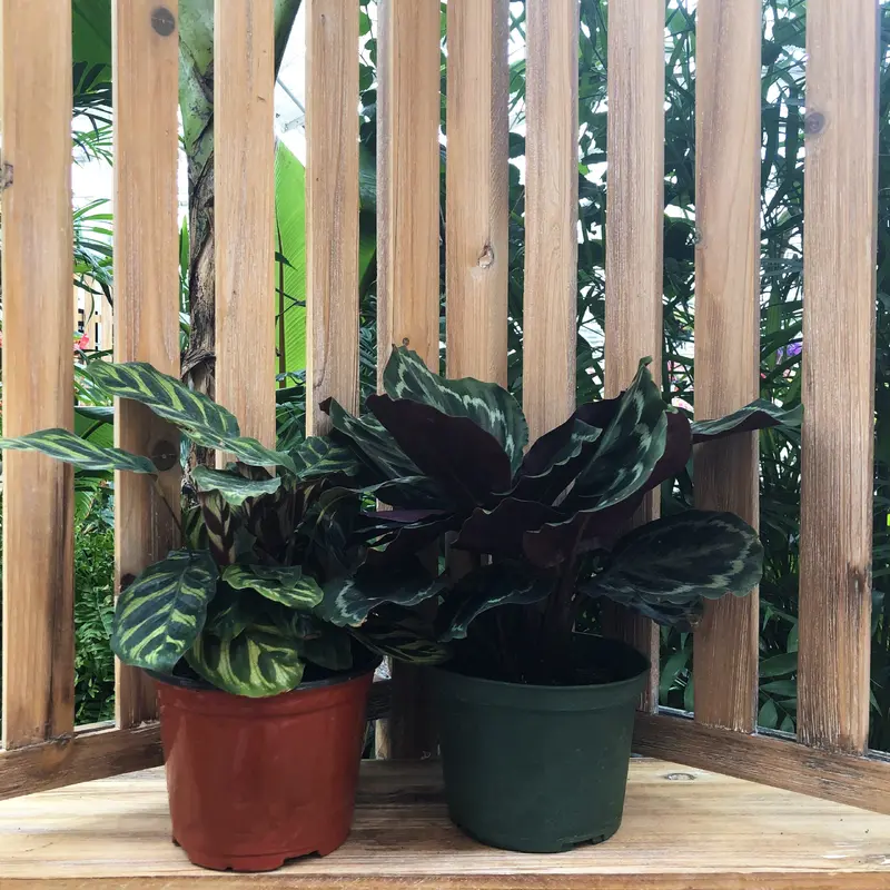 Calathea Assorted Plant, Sold Individually