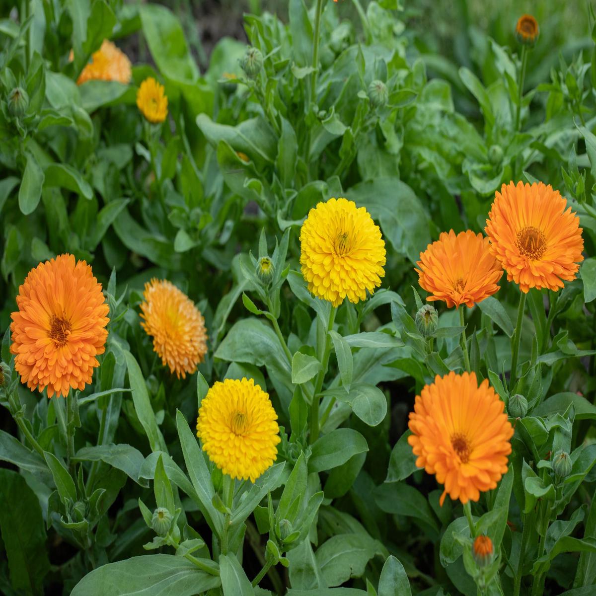 Calendula Pacific Beauty Mix Seeds  Pot Marigold