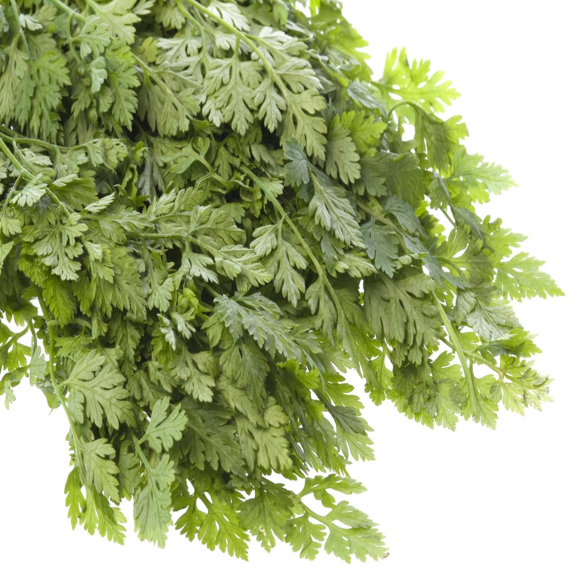 Chervil Curled - Anthriscus cerefolium Seeds