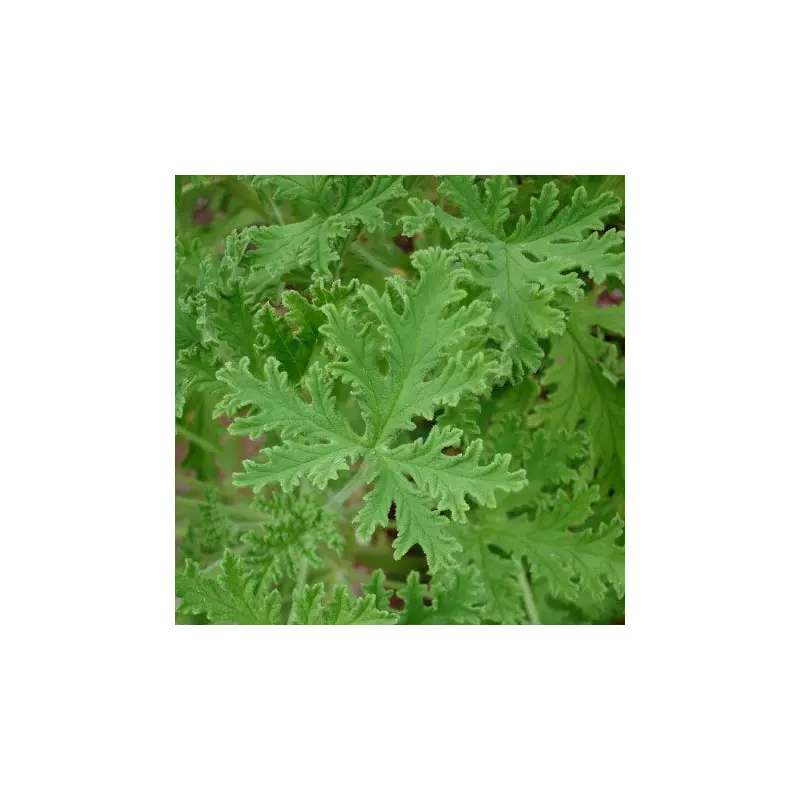 Citronella - Mosquito Plant - 5" Fancy