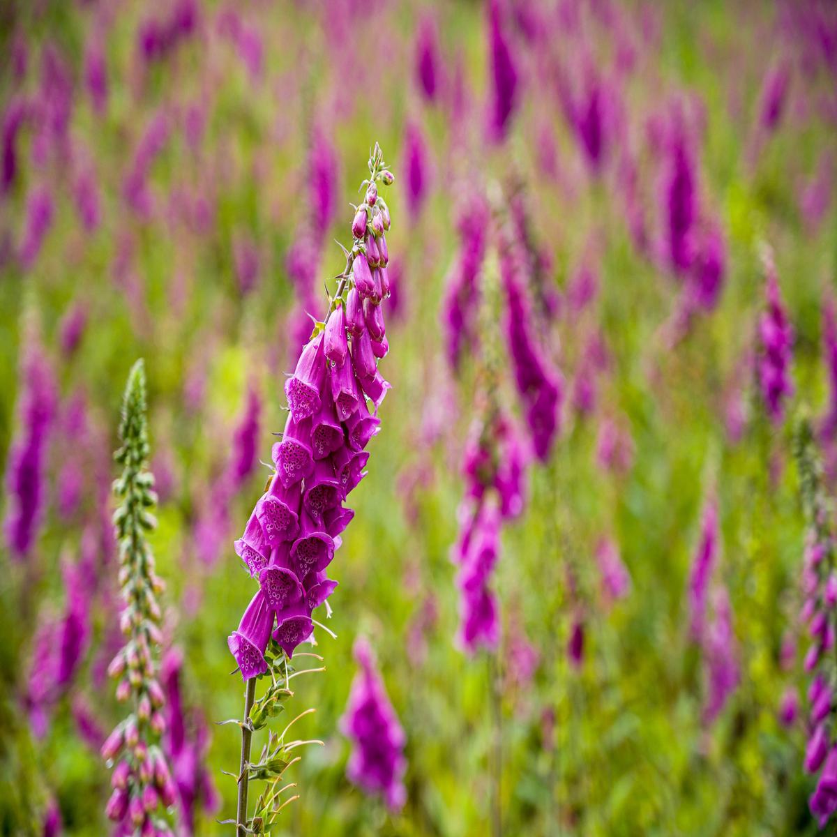 Common Foxglove Seeds  Digitalis purpurea for Cottage Gardens & Wildlife