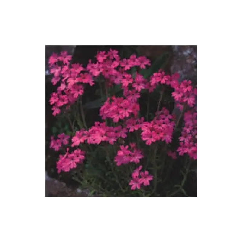 Erinus Alpinus 'Dr. Hahnle' Fairy Foxglove Seeds