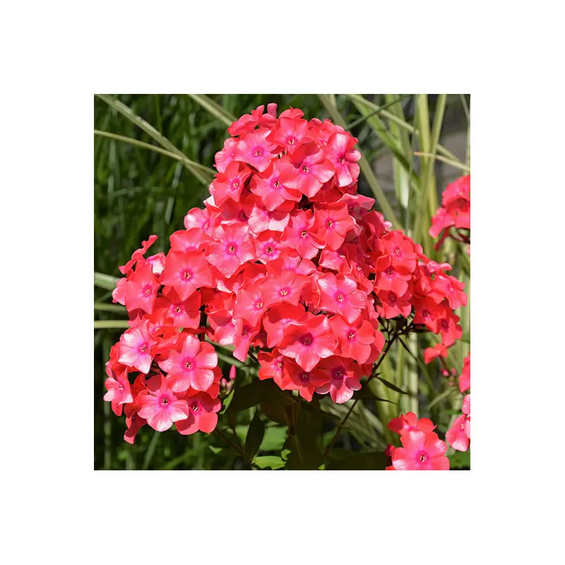 Garden Phlox, Coral Flame Live Starter Perennial Plant, Quart-Size Pot