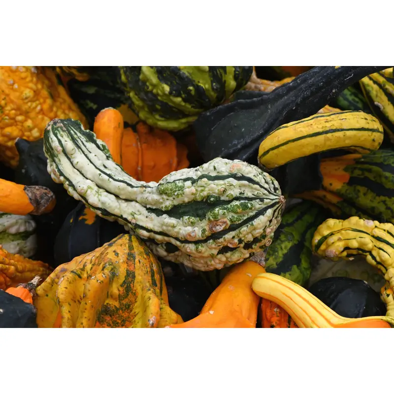 Gourd Autumn Wings Swan Blend Seeds
