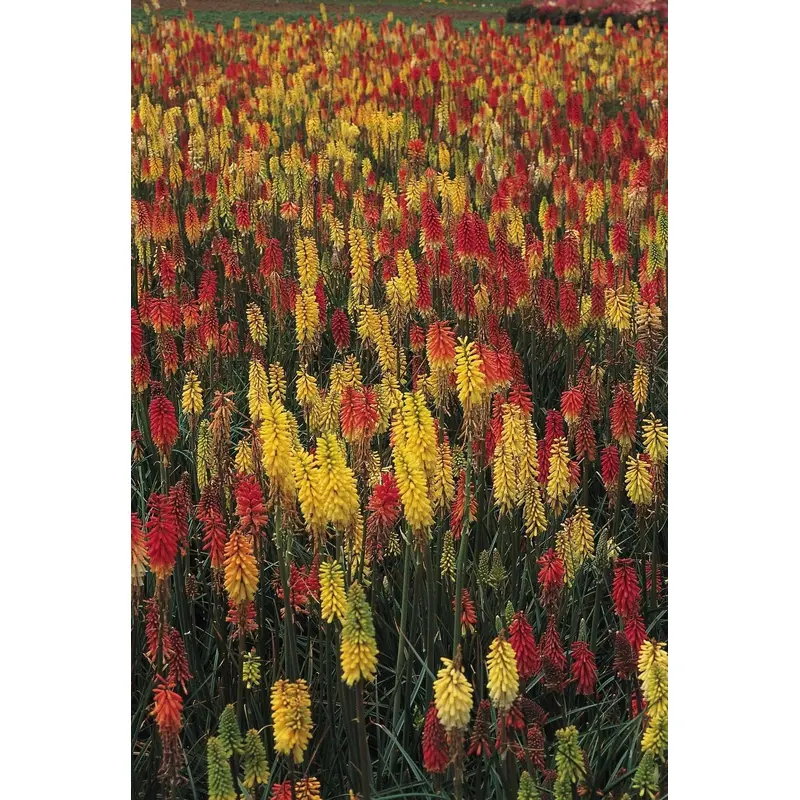 Kniphofia Crown Hybrids Seeds