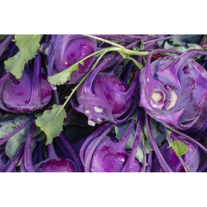 Kohl Rabi Delicacy Purple Seeds