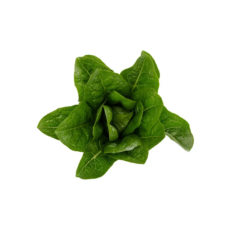 Lettuce Open Heart Cos Melitona RZ (41-560) Seeds