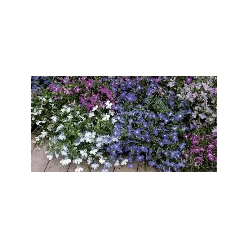 Lobelia Bedding Riviera Mix Seeds