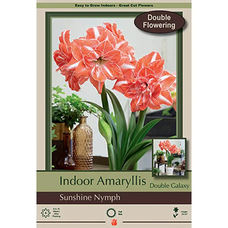 Netherland Bulb, Amaryllis, Sunshine Nymph