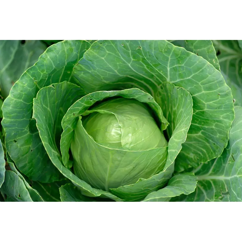 Organic Cabbage Enkhuizen Glory Seeds