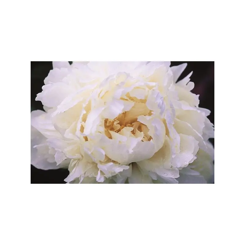 Peony - Bowl Of Cream