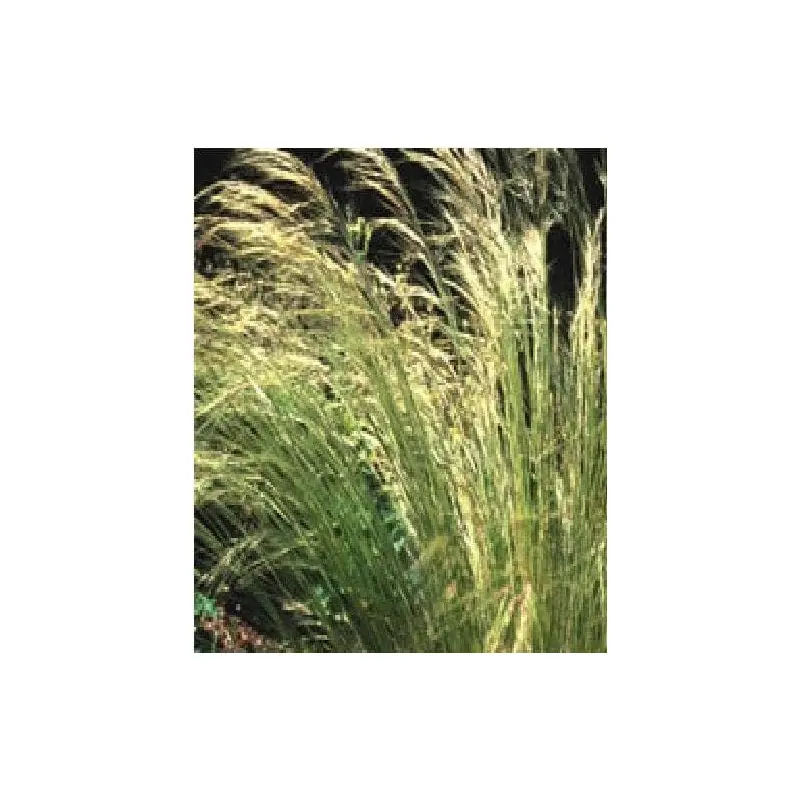 Siberian Steppe Stipa Lessingiana Seeds